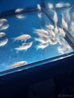 Panceřníček skvrnitý albin