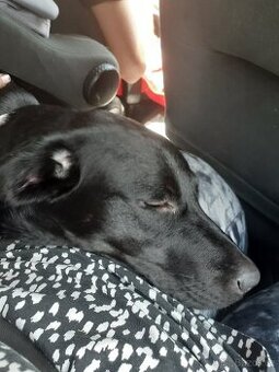 Labrador stěně