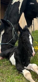 Barokní Pinto x Welsh Cob D