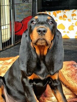 Black and Tan Coonhound