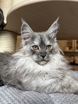 Mainská mývalí kočka s PP