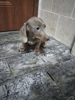 Jezevčík trpasličí