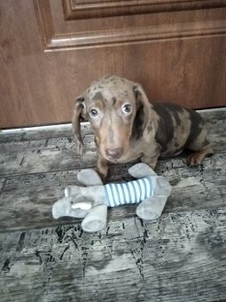 Jezevčík trpasličí