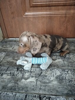 Jezevčík trpasličí