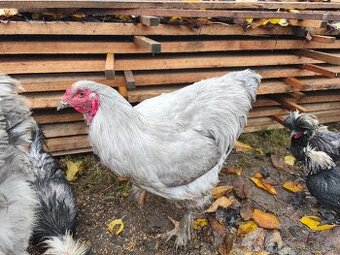 Brahmanka lavender kohouti