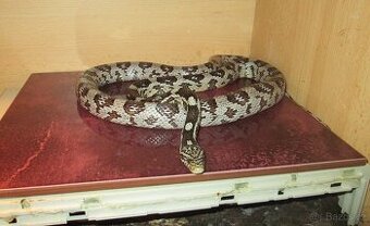 Užovka červená - samec