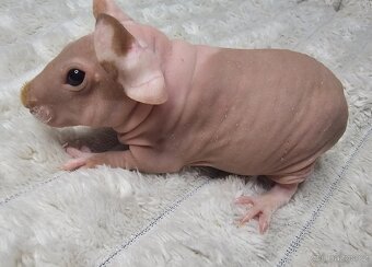 Skinny morče samiča s PP