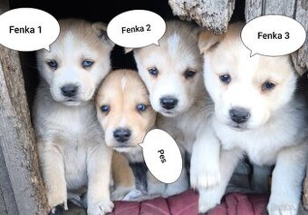 Štěňata Husky x kříženec staforda