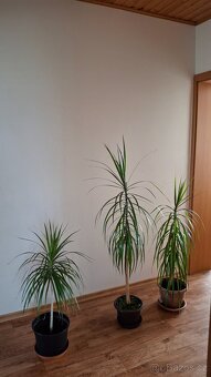 Dracena