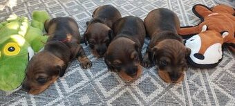 Jezevčík drsnosrstý