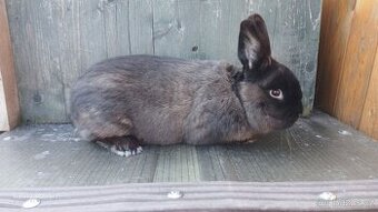 Velký kuní hnědý