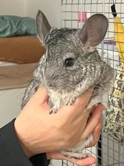 Činčily- dva samci