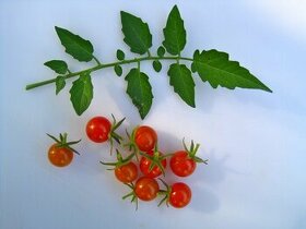 Divoká rajčata - různé druhy - semena - 1