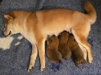 Shiba inu s PP - 1