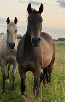 Prodam klisnu Appaloosa - 1