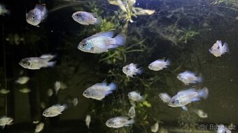 Akara blue electric