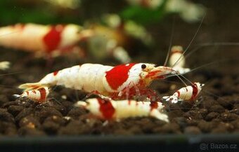 Krevetky Caridina různé druhy