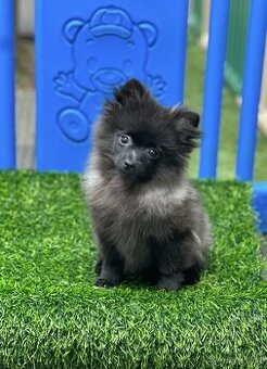 Pomeranian s PP (fenečka)