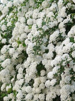 Spiraea tavolnik vanhouteuv bile kvety - 1