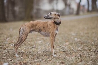 Whippet-krytí, uchovněný