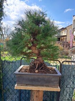 Bonsai,bonsaj Borovice