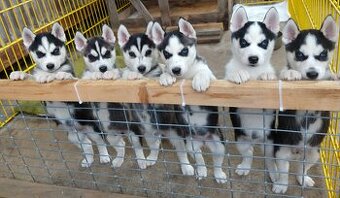 Sibiřský husky bez PP - poslední 3 kluci