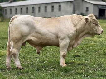 Plemenný býk charolais II. turnus