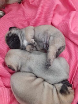Mops