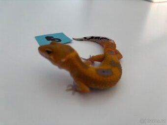 Gekončík noční sameček Tangerine 29g