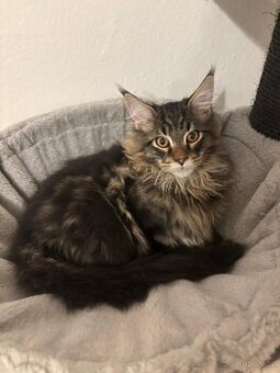 Mainská mývalí koťata s PP