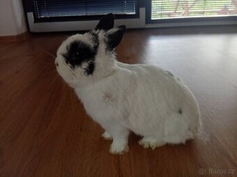 Zakrslý králík - 1