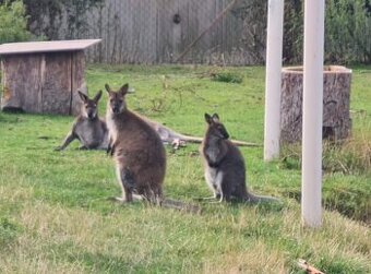 Klokan Bennettův samec (prodej nebo výměna)