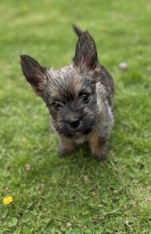Štěně kernteriéra (cairn terier)