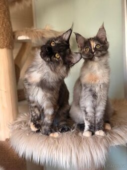 Mainska mývalí s PP