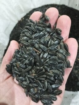 Slunečnice, ječmen a oves