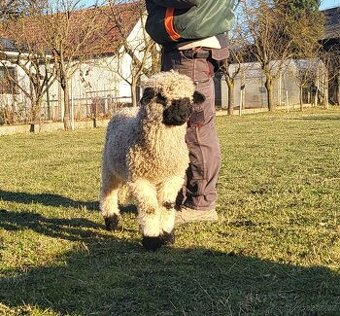 Walliserská černonosá ovce - beránek, walliser