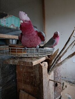 Prodám párek Kakadů růžových - 1