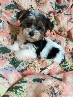 Yorkshire teriér Biro(Jorkšírský teriér Biro) - 1