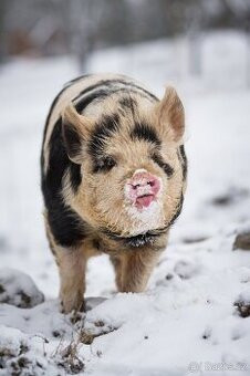 Sháníme kanečka kune kune