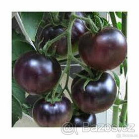Rajče černé Black cherry, 20ks semínka
