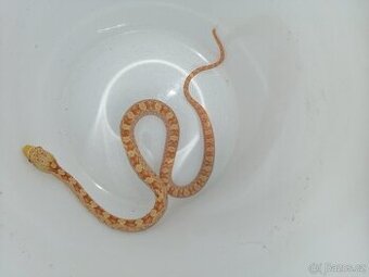 Užovka černá albino