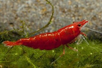 Krevetky - Neocaridina Bloody Mary