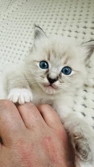 Ragdoll