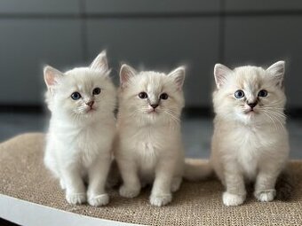 Ragdoll