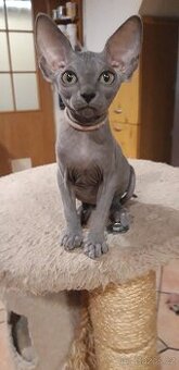 Sphynx koťátka