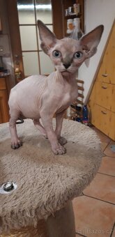 Sphynx koťátka