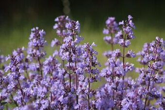 Nepeta fasseni-šanta kočičí