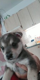 Štěně sibiřský husky