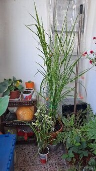 MISCANTHUS SINENSIS ZEBRINUS PRODÁM