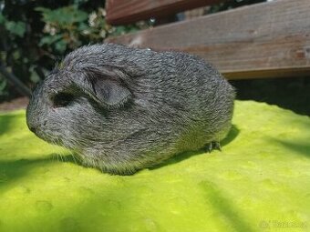 Cuy morče samec Kiwi